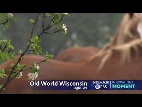 Milwaukee PBS Presents | Inspirational Moments | Old World Wisconsin Livestock