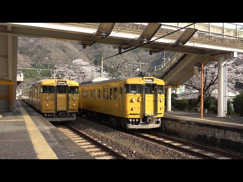 桜舞う木野山駅を発着する上下線普通列車