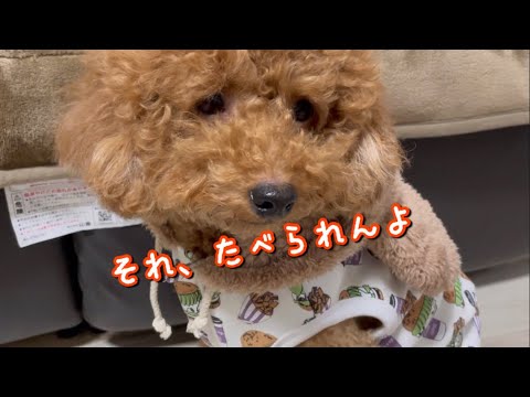 ドギーボックス11月🎁おやつしか興味ない犬