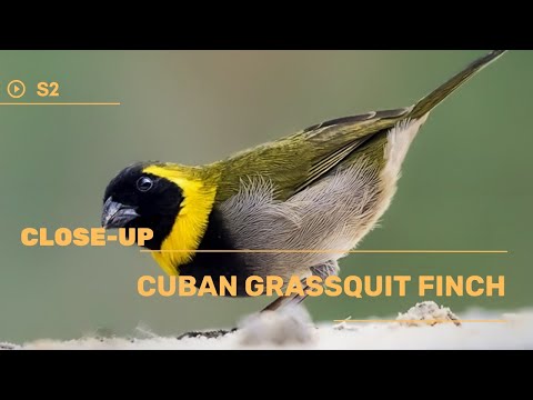 👉 S2 Cuban finch - Tiaris canora | Cinteza de Cuba