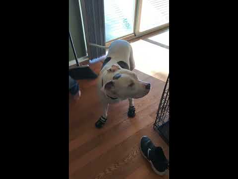 Cane does not like his doggie boots! 🥾