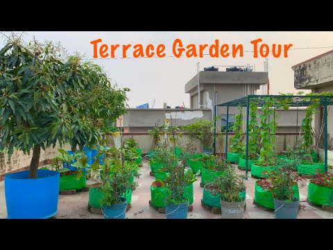 Overview Video Of My Fruits And Vegetable Garden In The Month Of April // Terrace Garden Tour