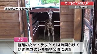 アミメキリンの「ノン」のいち動物公園に東京から嫁入り　早速”先輩”にあいさつも【高知】 (22/05/19 17:00)