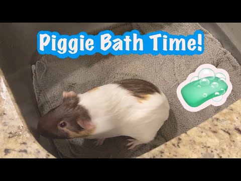 How to give your guinea pigs a bath!! | Guinea Pig Bath Time