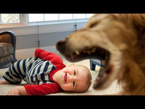 Cute Dog Trying to Talk to Baby Compilation NEW