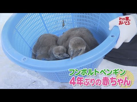 待望！4年ぶりの赤ちゃん　長野市の城山動物園でフンボルトペンギンのひな2羽が誕生