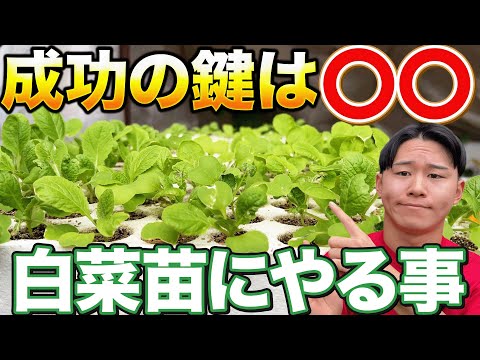 【超重要】白菜栽培で発芽したら意識する〇〇作業について