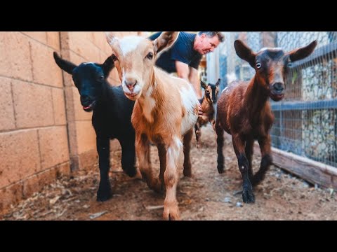 The BABY GOAT TRAINING has begun! (goat farm adventures)