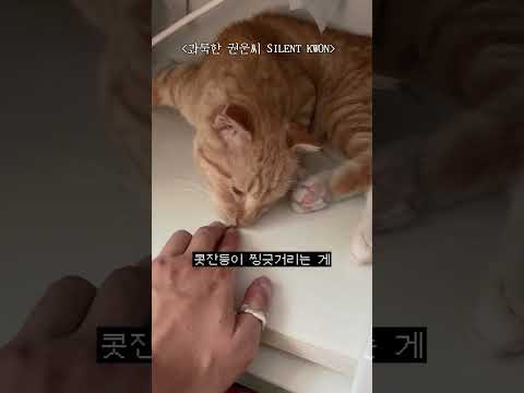 집에 적응 중인 길 고양이... 첫 장난감을 줬어요