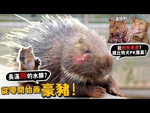 【從零開始養】豪豬!跟比特PK誰贏?豹、獅、虎，居然會被反殺?印地安人吃他?【許伯簡芝】