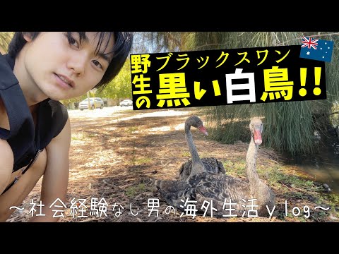 【vlog】オーストラリアで野生のブラックスワンを発見!! 社会経験なし男の海外生活【Vol.1】