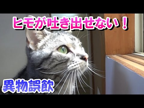 猫がヒモを飲んで吐き出せない！（異物誤飲の経過と対処）