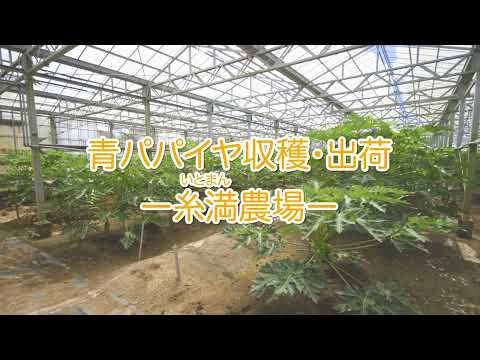 青パパイヤ収穫・出荷｜糸満（いとまん）農場