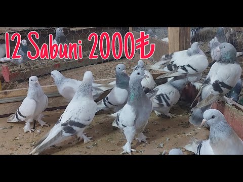 12 Açık Renk Sabuni 2000pey.