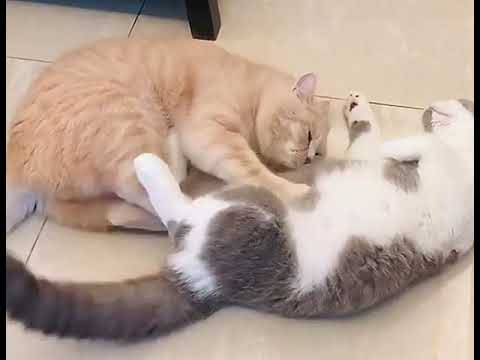 Adorable Kneading Cat Melts Hearts! 😍🐾