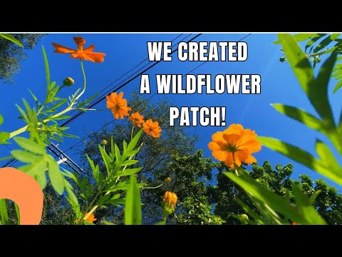 Quick Guide On How To Create A Wildflower Patch