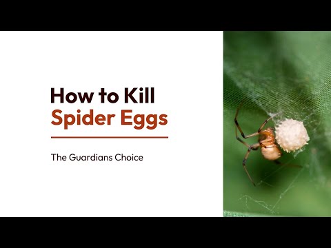 3 Ways to Kill Spider Eggs | How to Kill Spider Eggs | The Guardian's Choice