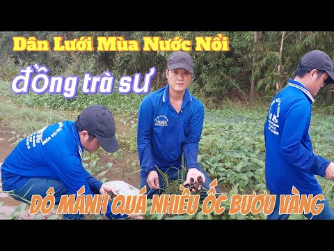 Ra đồng dân lưới mùa nước nổi vô mánh toàn là ốc bươu vàng.Nét Đẹp An Giang