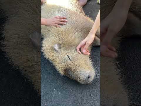 なでられてとろ～んカピバラさん(等々力緑地) #shorts #capybara