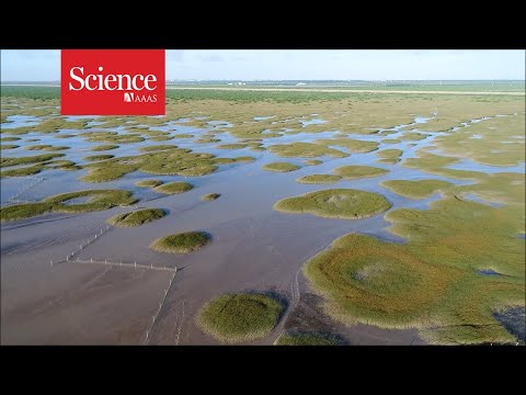 How fairy circles form in Shanghai's salt marshes