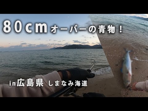 【ショアジギング】 80cmオーバー! 広島のサーフで大型青物ゲットしました！ セットアッパーはホント良く釣れます