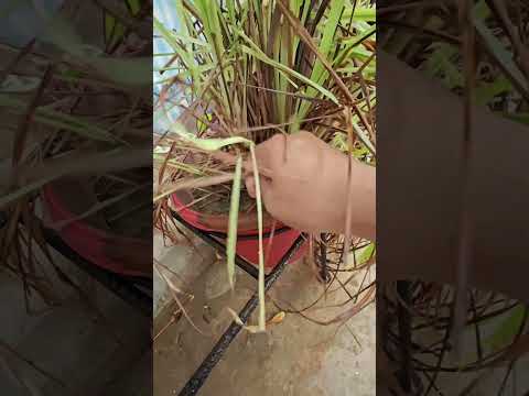 Lemongrass Plant care|herbal tea|Lemongrass #shortvideo #shorts #lemongrasstea #lemon #youtubeshorts