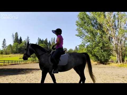 Record Horse Riding by OBSBOT Tail: Recognize and Track target Always.