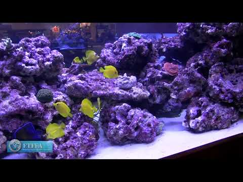 Aquacultured Fish Talk -Why aquacultured fish are important to the hobby and local stores