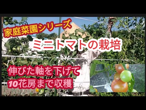 【ミニトマトの軸を下げる】軸を下げて10:花房まで収穫【家庭菜園シリーズ】