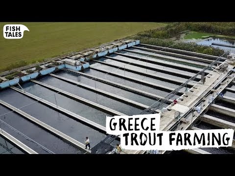 How TROUT is Farmed in Greece | Bart van Olphen