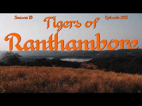 Roaming Ranthambore: On a Quest for Tigers