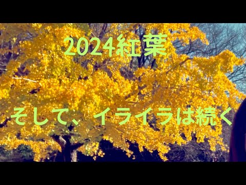 2024年　綺麗な紅葉を見にいく