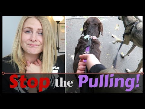 Train a DOG to STOP Pulling on Leash