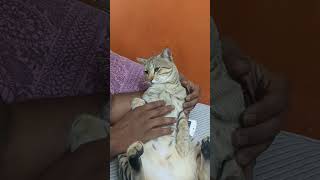 Kittu #trending #cat #petlovers #funny #catlover #comedy #viralvideo #viralshorts