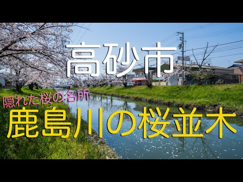 【兵庫県高砂市】桜の隠れた名所・鹿島川の２.４km 桜並木