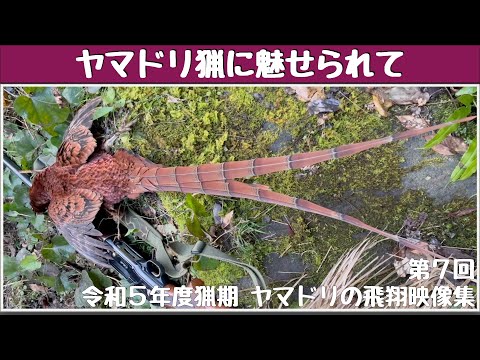 ヤマドリ猟に魅せられて 第7回 令和5年度猟期 ヤマドリの飛翔映像集(山鳥猟) Copper Pheasant hunting