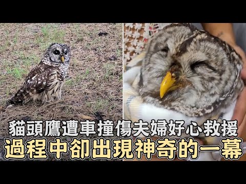 貓頭鷹遭車撞傷,夫婦好心救援,過程中卻出現了神奇的一幕!｜#動物｜#救援｜#動物救援｜#貓頭鷹｜#感動｜#暖心