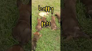 happy pets #belgianmalinois #puppies #dogs #cat #playing  #happypets