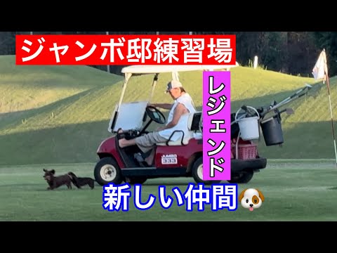 【JUMBO邸練習場】仲間が増えてる‼️