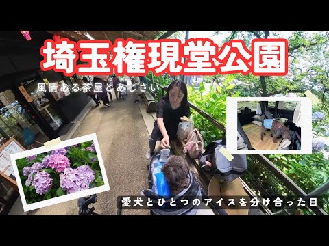 【N-BOX快適ドライブ】引きこもり主婦の休日ドライブ♪あじさいが一面に広がる癒しの公園【権現堂】へ15才愛犬と楽しくお出掛け