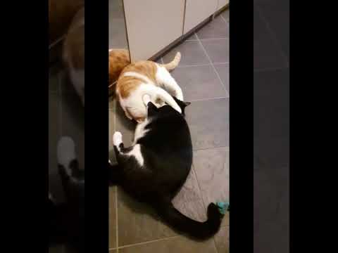 🐱💖🐱 Cats Playing #catplaying #cat #cats #catlover #catshorts #catvideos #happycats #cutecat #catlife