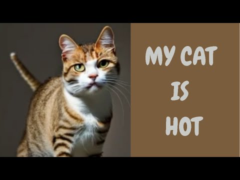 My Cat Is Hot