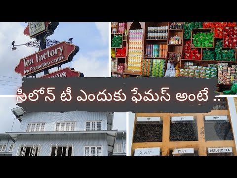 సిలోన్ టీ ☕ ఫ్యాక్టరీ టూర్#new giragama tea factory 🏭 tour#ceylontea #srilanka #candy#vlog