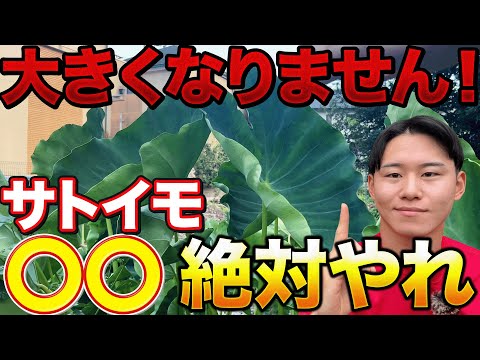 【猛暑を乗り切れ】大きくていい里芋を作るためにやって欲しい〇〇作業