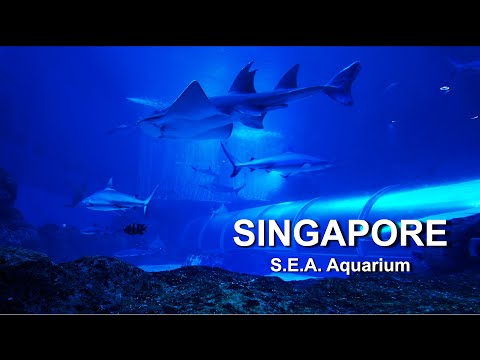 Shark Safari | Calming Relaxing Meditation Sleep Study music | S.E.A. Aquarium | Singapore