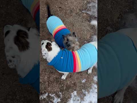 Today on the Homestead: Adorable Dogs in Matching Jackets | Colorado Mountain Style #shorts