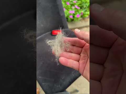 How To Remove Pet Hair! #satisfying #pets #pethairremoval