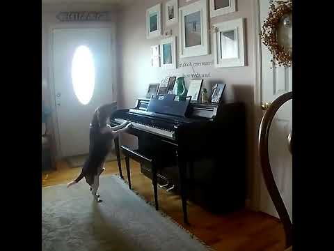 Cão toca piano e canta.