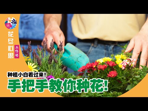 【Baba花尽心思】园艺新手入坑必种植的3种花，易成功、几乎零虫害！从零开始学习在家种植 #太阳花 #波斯菊 #金盏菊 | 花种植方法