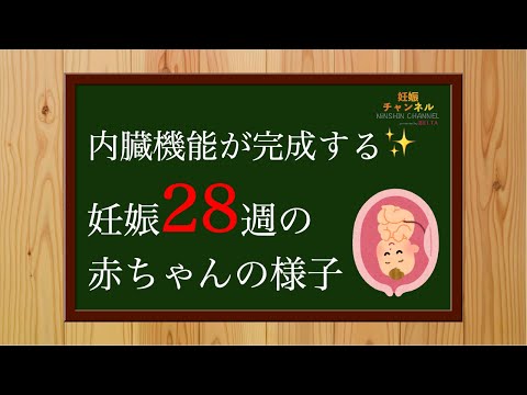 【妊娠28週】内臓機能が完成する✨28週赤ちゃんの様子とこの時期の過ごし方